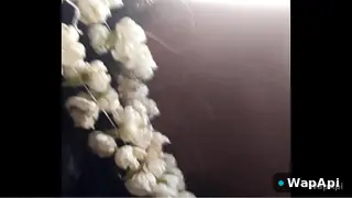 Uncut Auntymaza Aunty Auntymaza Porn