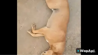 Xnxx Tamil Saali Mesum